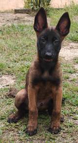 Belgian shepherd malinois 