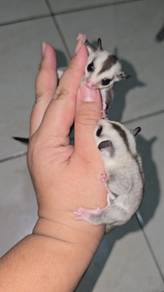 Sugar glider 