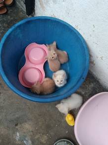 anak kucing 