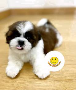 RR_8001 Shih Tzu cheerful happy pet dog