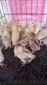anak ayam kampung asli