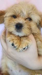 Maltipoo
