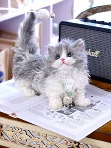 Blue and White Selkirk Rex Lambkin Cat