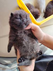 TOPs Black British Shorthair BSH cat kucing
