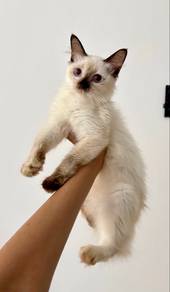 Siamese