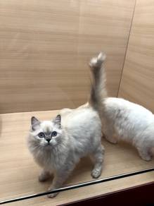 Non Standard Munchkin