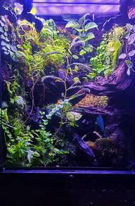 fully established terrarium with misting system 