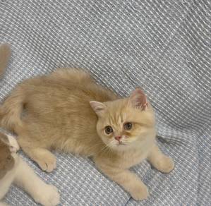 Bsh Lilac golden male
