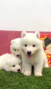 Samoyed puppy high quality