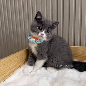 Scottish Bsh Kitten