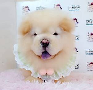 Chow Chow