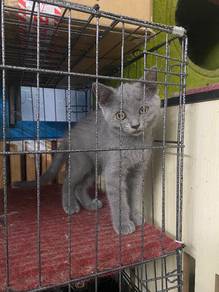 Bsh Kitten