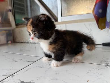 Munchkin colico 