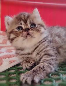 British Shorthair Kitten