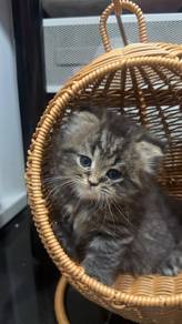 BSH Lilac + Persian Mix Kittens