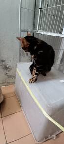 bengal