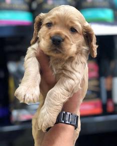 Cocker's spaniel&
