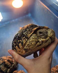 Leopard Tortoise