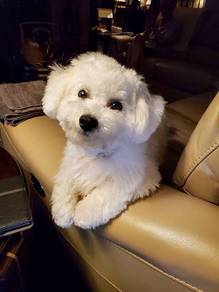 Delightful Bichon cute white fluffy curly teddy be