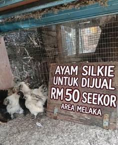 Ayam silkie 