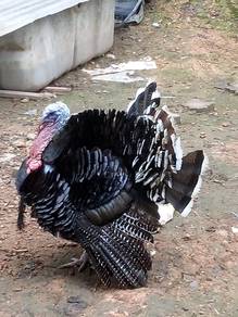 ayam belanda/turkey