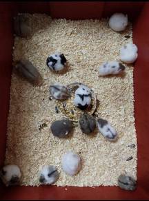 Hamster Dwarf Campbell