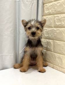 J0156 Silkese Teddy Bear Companion Puppy