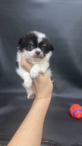 Chihuahua Male Puppy Black n White Color