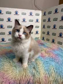Ragdoll kitten