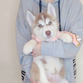 Wooly Husky