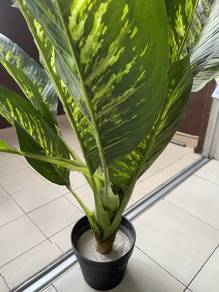 Pokok hiasan rumah homePro