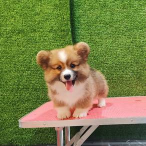 corgi 