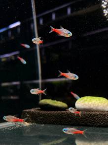 Blue Diamond Head Tetra / Neon Brilliant Tetra