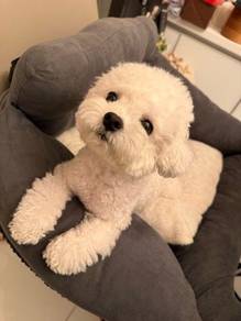 Lickable Bichon beautiful and charming little pupp