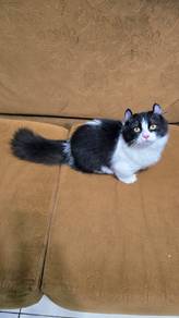 Munchkin Kinkalow Jantan