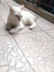 flame point