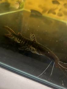 tiger sholvelnose catfish