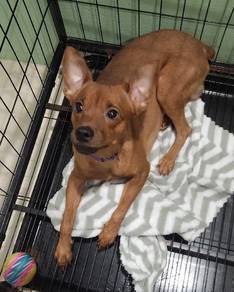 Male Miniature Pinscher for Rehoming