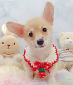 Corgi