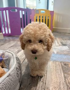 Cavapoo Puppies READY NOW💙