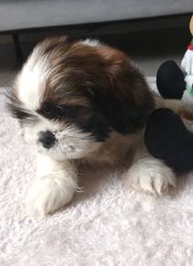 Shihtzu 