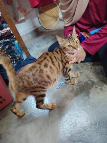 kucing untuk djual