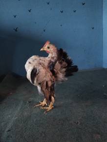 ayam serama 