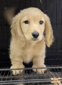 Dachshund long haired boy