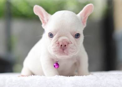 FRENCH BULLDOG PUPPIES VIP813🌻White - Blue eye