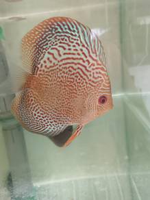High grade Discus 4-4.5 inches