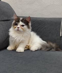 Kucing Munchkin mix Persian