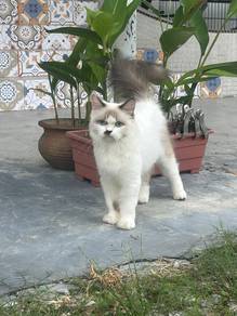female ragdoll