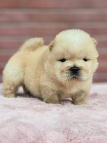 Chow Chow