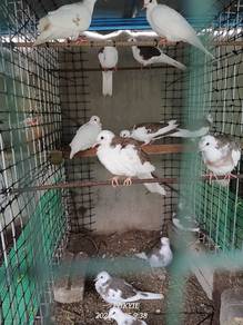 terkukur burma